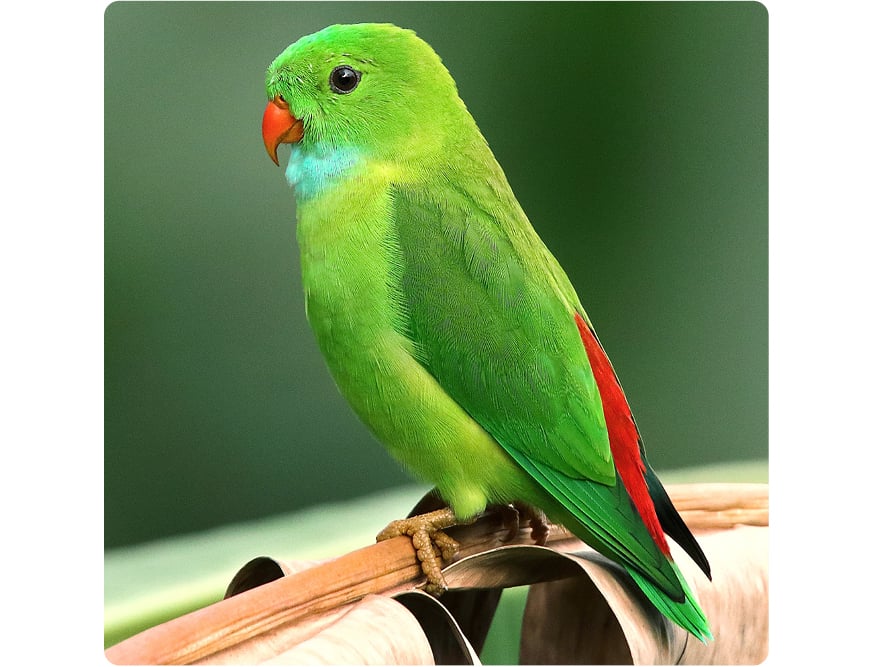 Poussière d'oiseau
